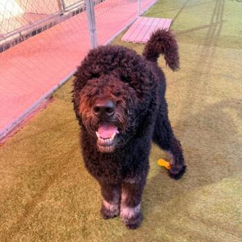 Standard Poodle and Golden Retriever Dogs Available for Adoption - Onyx | PetCurious