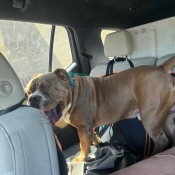 Tanque A1431348 -  American Bulldog Dog for Adoption in Las Vegas, Nevada - Tanque A1431348 | PetCurious