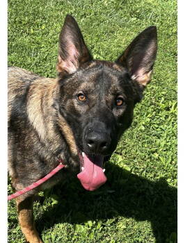 Rescue German Shepherd Dog Dogs for Adoption in Baltimore, Maryland - Chase | PetCurious