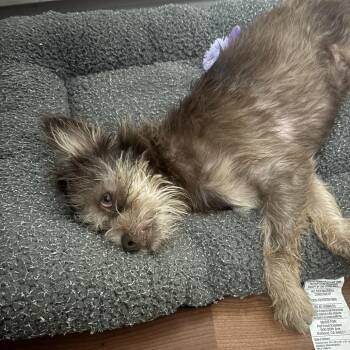 Fozzie Bear -  Mixed Breed Dog for Adoption in Pacific Grove, California - Fozzie Bear | PetCurious