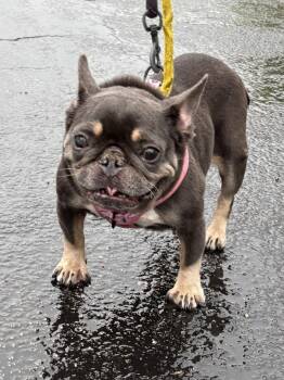 French Bulldog Dogs Available for Adoption in Margate, Florida - Brownie | PetCurious