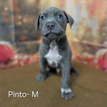 Pinto -  Pit Bull Terrier and Mixed Breed Dog for Adoption in Griswold, Connecticut - Pinto | PetCurious