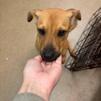 Sandy -  Labrador Retriever and Mixed Breed Dog for Adoption in Corpus Christi, Texas - Sandy | PetCurious