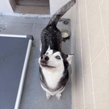 Blue -  Siberian Husky Dog for Adoption in Reno, Nevada - Blue | PetCurious