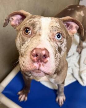 Jessie (53720) -  Pit Bull Terrier Dog for Adoption in Columbia, Maryland - Jessie (53720) | PetCurious