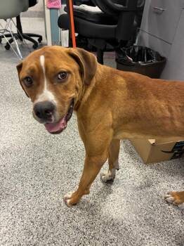 A137068 -  Mixed Breed Dog for Adoption in Palmetto, Florida - A137068 | PetCurious