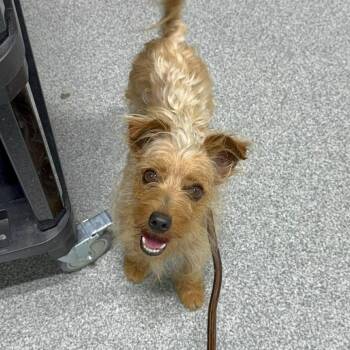 Kale -  Yorkshire Terrier Dog for Adoption in Plainfield, Illinois - Kale | PetCurious