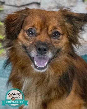 Elias -  Spaniel Dog for Adoption in Kennesaw, Georgia - Elias | PetCurious