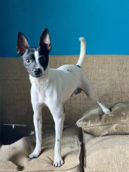 Roland -  Chihuahua Dog for Adoption in Fort Collins, Colorado - Roland | PetCurious