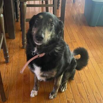 Gypsy -  Collie and Black Labrador Retriever Dog Available for Adoption in Lenexa, Kansas - Gypsy | PetCurious