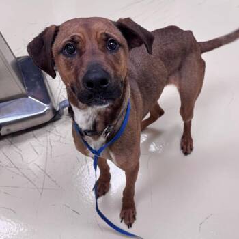 Mixed Breed Dogs Available for Adoption in Winston-salem, North Carolina - Bon | PetCurious