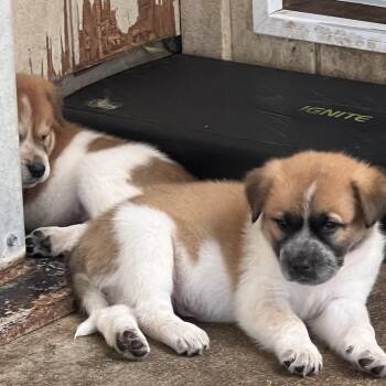 Five girls, three boys, applications open now -  Great Pyrenees and German Shepherd Dog Dog for Adoption in Granite Bay, California - Five Girls, Three Boys, Applications Open Now | PetCurious