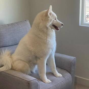 Rescue Siberian Husky Dogs for Adoption in Hurricane, Utah - Luna | PetCurious