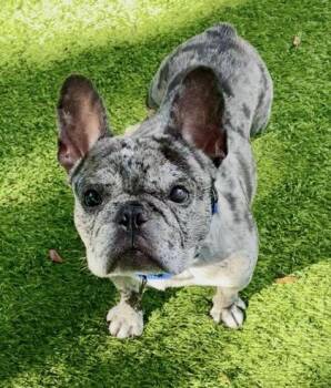 Hulk -  French Bulldog Dog for Adoption in Key West, Florida - Hulk | PetCurious