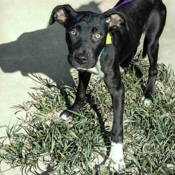 LANYARD -  Labrador Retriever and Mixed Breed Dog for Adoption in St. Louis, Missouri - LANYARD | PetCurious