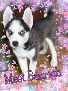 Rescue Husky Dogs for Adoption in San Antonio, Texas - Banrigh | PetCurious