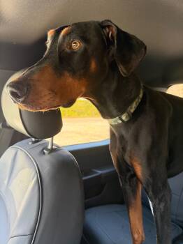 Doberman Pinscher Dogs Available for Adoption in Silver Spring, Maryland - Shadow | PetCurious