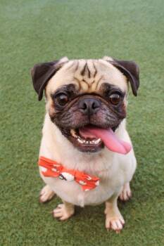 Joker -  Pug Dog for Adoption in Gardena, California - Joker | PetCurious