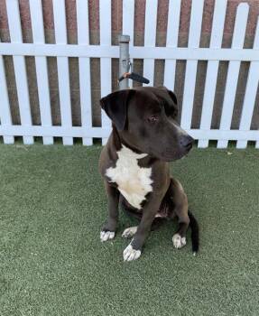 Pit Bull Terrier Dogs Available for Adoption in Modesto, California - A609740 | PetCurious