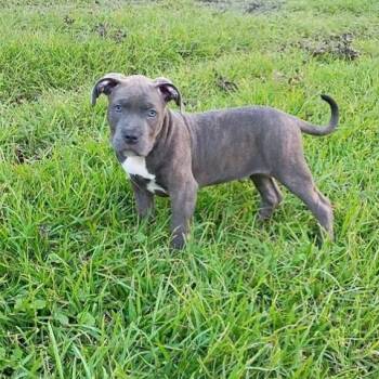 Rayleigh -  American Bully Dog for Adoption in Williston, Vermont - Rayleigh | PetCurious
