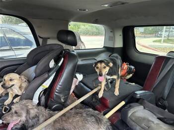 DELTA -  Terrier Dog for Adoption in San Antonio, Texas - DELTA | PetCurious