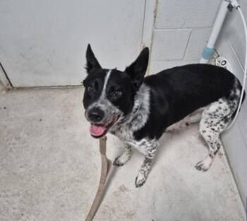 COMET -  Australian Cattle Dog Blue Heeler and Mixed Breed Dog for Adoption in Colorado Springs, Colorado - COMET | PetCurious