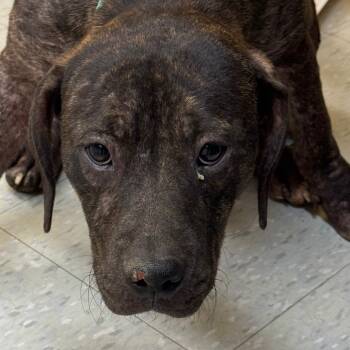 Rescue Terrier Dogs for Adoption in Clarksdale, Mississippi - Jake | PetCurious