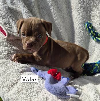 Valor (26-126 D) -  Mixed Breed Dog for Adoption in Lansing, Michigan - Valor (26-126 D) | PetCurious
