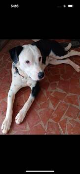 Rescue American Staffordshire Terrier and Mixed Breed Dogs for Adoption in Mount Pleasant, South Carolina - Tic Tok | PetCurious