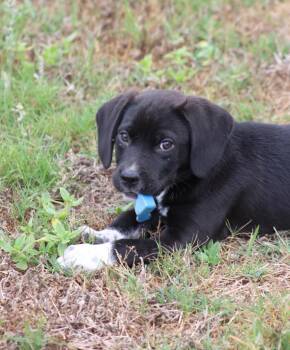 Burnie -  Beagle and Border Collie Dog Available for Adoption in Hortense, Georgia - Burnie | PetCurious