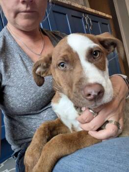 Hound Dogs Available for Adoption in Newport, Kentucky - Cadet | PetCurious