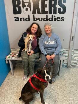 Pit Bull Terrier and Labrador Retriever Dogs Available for Adoption in Carson City, Nevada - Reindeer | PetCurious