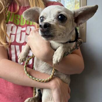 Ike -  Chihuahua and Terrier Dog for Adoption in Austin, Texas - Ike | PetCurious