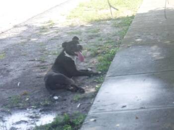VON -  Terrier and Mixed Breed Dog for Adoption in Doral, Florida - VON | PetCurious