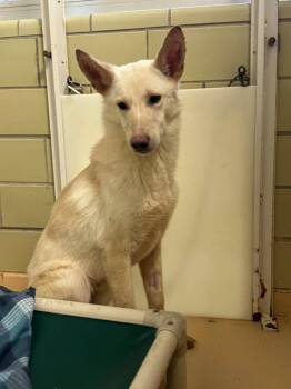 German Shepherd Dog Dogs Available for Adoption - Everest | PetCurious