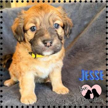 Dachshund Dogs Available for Adoption in Gilbert, Arizona - Jesse | PetCurious