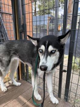 ROXY -  Siberian Husky and Mixed Breed Dog for Adoption in Frisco, Colorado - ROXY | PetCurious