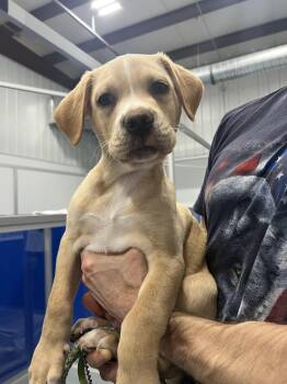 English Shepherd and Labrador Retriever Dogs Available for Adoption in Kalamazoo, Michigan - Merlin | PetCurious