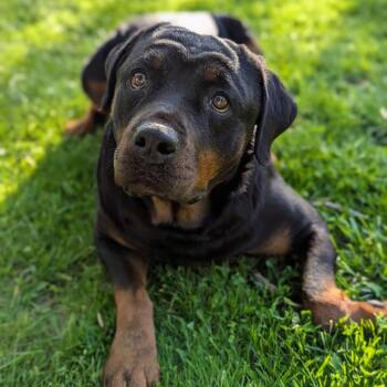 Rottweiler Dogs Available for Adoption in Zionsville, Indiana - Brenda | PetCurious