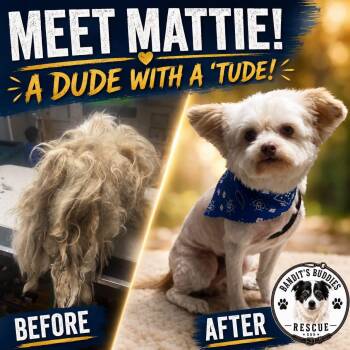 Mattie -  Maltese and Maltipoo Dog for Adoption in Fresno, California - Mattie | PetCurious