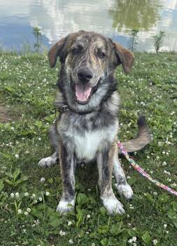 Bo ADOPTION PENDING -  Great Pyrenees and Anatolian Shepherd Dog for Adoption in Waverly, Iowa - Bo ADOPTION PENDING | PetCurious