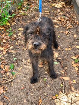 Raja -  Schnauzer Dog for Adoption in Portland, Maine - Raja | PetCurious