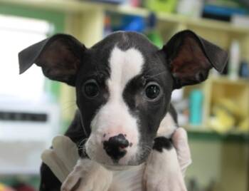 Rescue Boxer and Mixed Breed Dogs for Adoption in Picayune, Mississippi - Gizmo | PetCurious