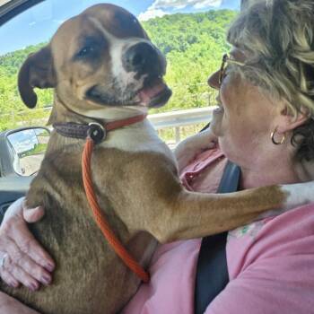Mocha -  American Staffordshire Terrier Dog for Adoption in Washington, Pennsylvania - Mocha | PetCurious