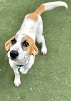 DIANE -  Foxhound and Mixed Breed Dog for Adoption in Boston, Massachusetts - DIANE | PetCurious