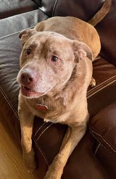 Rescue Pit Bull Terrier and Mixed Breed Dogs for Adoption in Chuckey, Tennessee - Willow - NJ | PetCurious