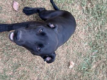 Rescue Great Dane and Pit Bull Terrier Dogs for Adoption in Williamston, South Carolina - Gretal | PetCurious