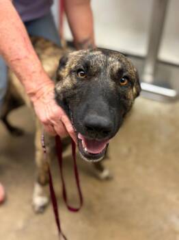 Belgian Shepherd Malinois and Mixed Breed Dogs Available for Adoption in Lockhart, Texas - Automobile/ Gordo | PetCurious