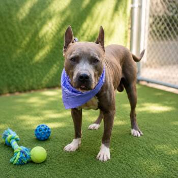 General -  American Staffordshire Terrier and Mixed Breed Dog for Adoption in Houston, Texas - General | PetCurious