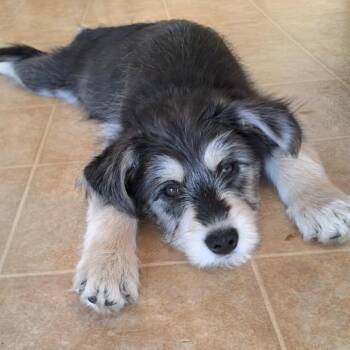 Terrier Dogs Available for Adoption in Calimesa, California - Janet | PetCurious